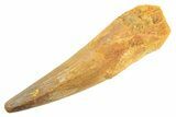 Fossil Spinosaurus Tooth - Real Dinosaur Tooth #297342-1